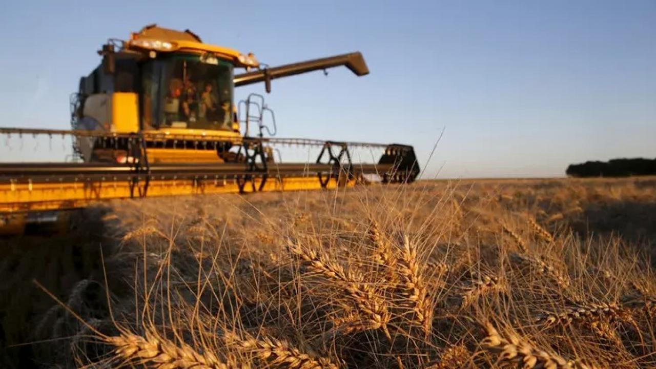 Turkey Becomes Third Largest Importer of Russian Wheat: A Look at the Latest Trends