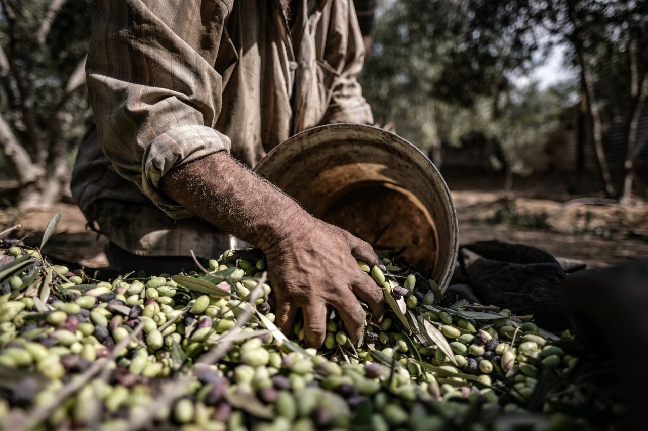 Zeytin ihracatı yükselişte: 250 milyon dolar hedefine koşuyor ...