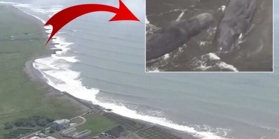 Mysterious whale strandings in Japan follow devastating 8.8 quake