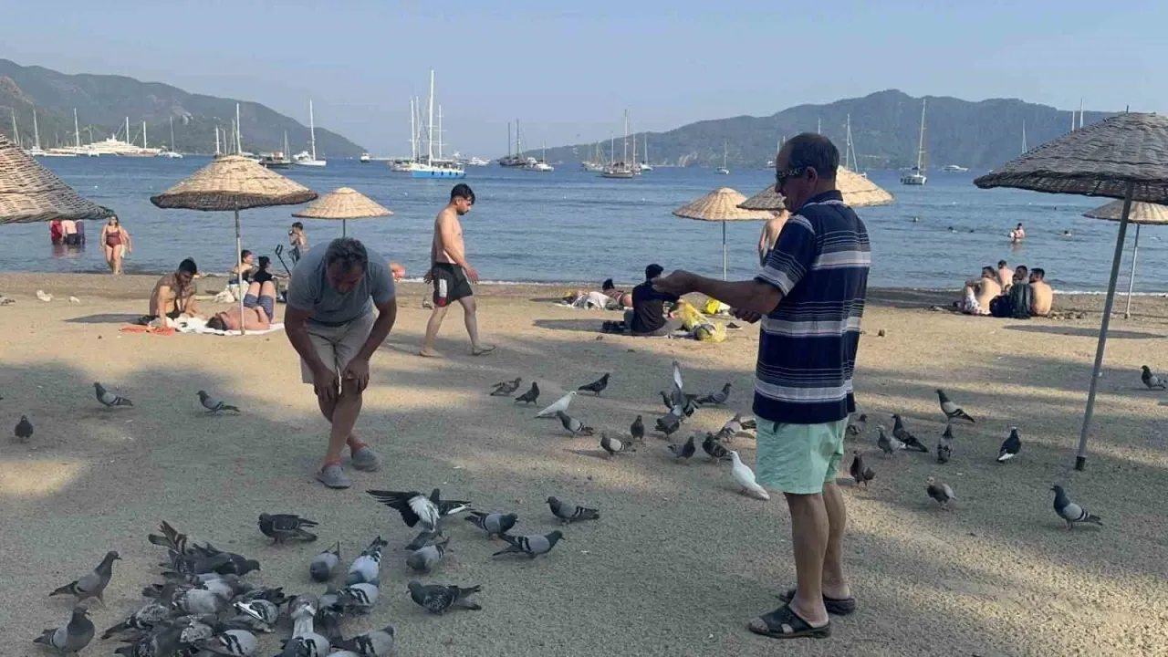 Marmaris Halk Plajı'nın kanatlı müdavimleri - XBodrum