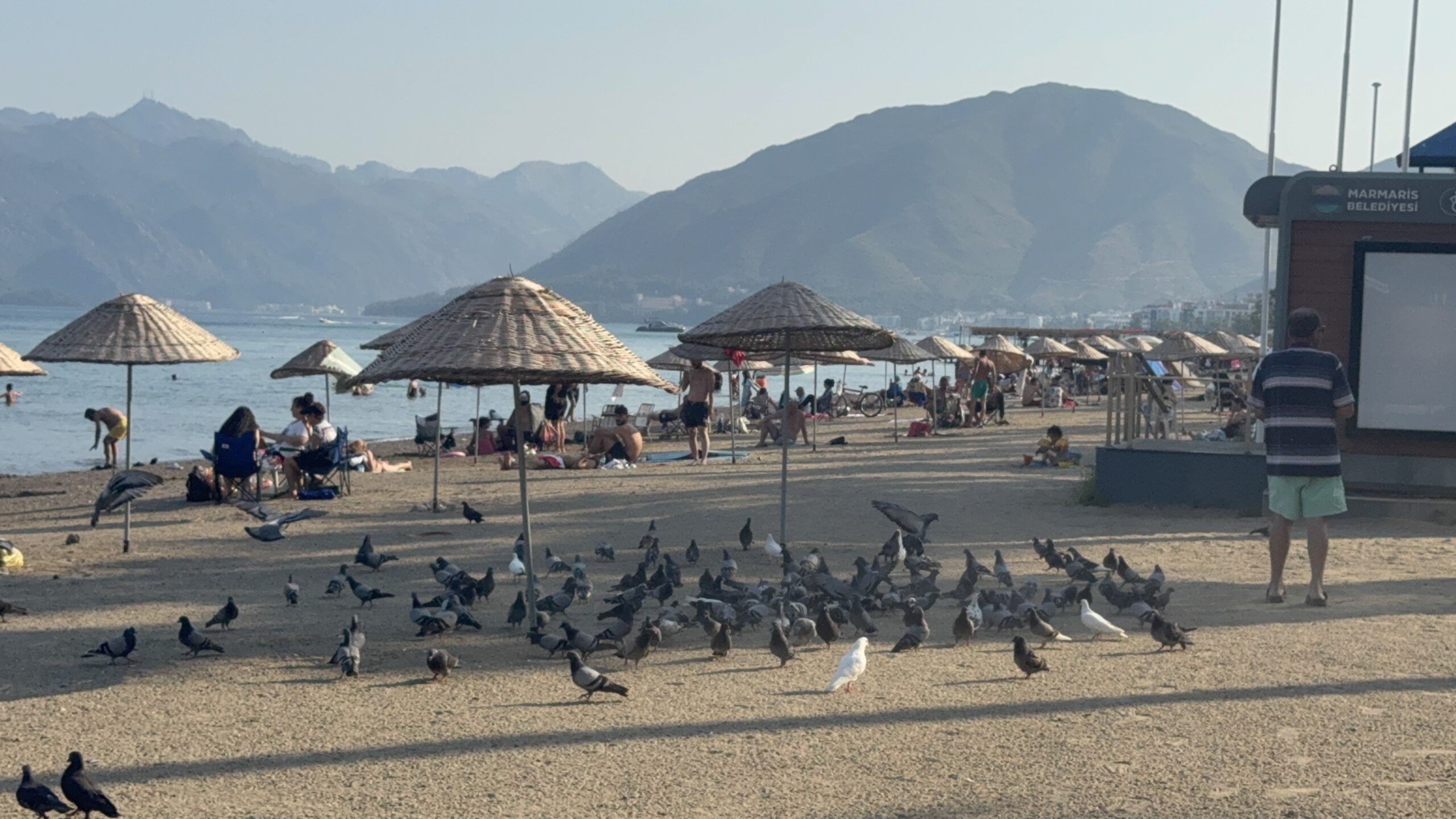 Onlar Marmaris Halk Plajı'nın Sadık Misafirleri – Muğla Yenigün ...