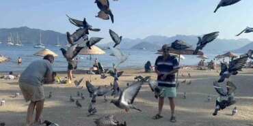 pigeons-were-not-forgotten-in-marmaris-as-heartfelt-help-warmed-hearts-xfnTqjgq.jpg