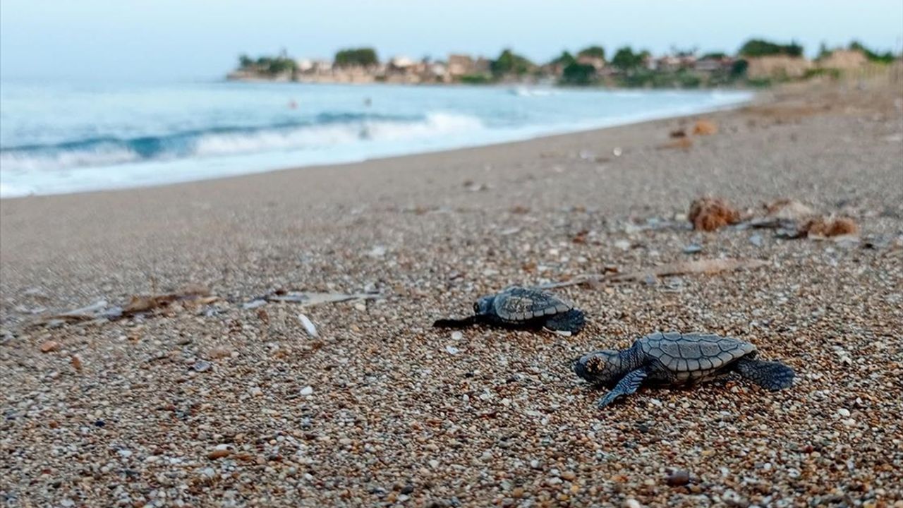 Türkiye'de Bu Yıl 14 Bin 807 Yavru Deniz Kaplumbağası Denize Ulaştı