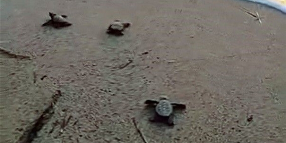 47 newborn sea turtles take their first steps toward the ocean