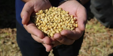 boost-for-agriculture-as-soy-growers-receive-additional-support-Uz9BYkUR.webp