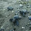 Muğla'da bulunan caretta caretta yavruları denize bırakıldı