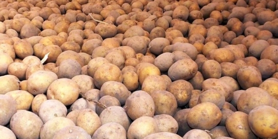 One ancestor of the potato stuns scientists as mystery is solve
