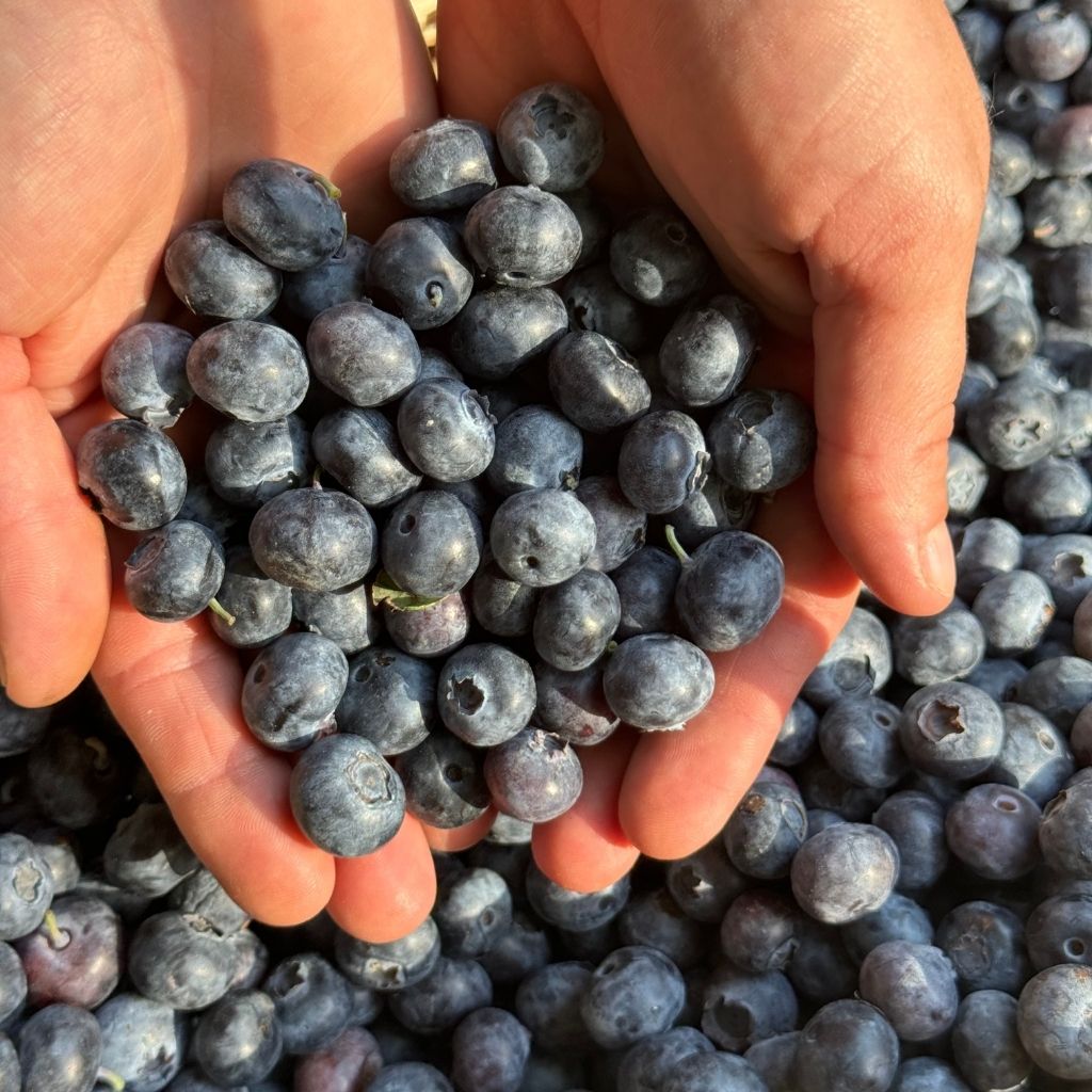 Yerli Yaban Mersini (Blueberry) | Avokadocu Ayşe Taptaze ve Doğal Lezzet