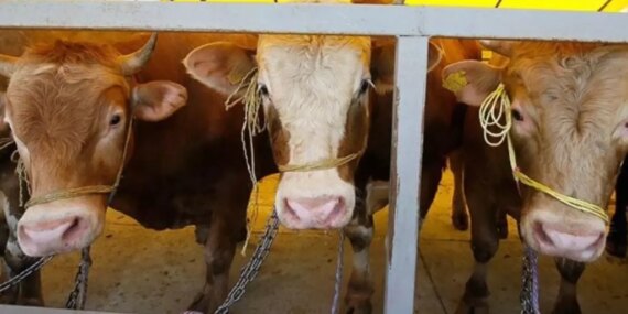 The Question About Livestock Markets Still Awaits an Answer