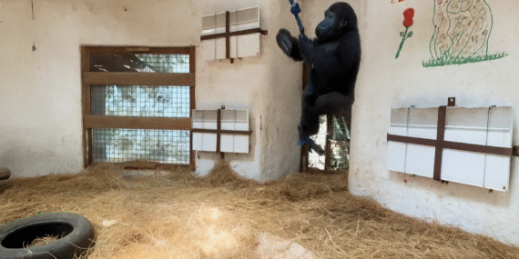 Zeytin the Baby Gorilla Prepares to Go Back to Her Homeland
