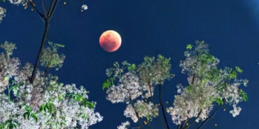 blood-moon-spectacle-captivates-different-corners-of-the-world-Eg6CSZQq.jpg