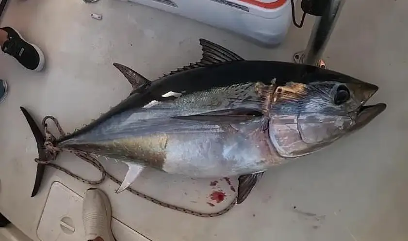 Türkiye yakalıyor, Japonya ve Güney Kore yiyor - Ekonomi - Görsel