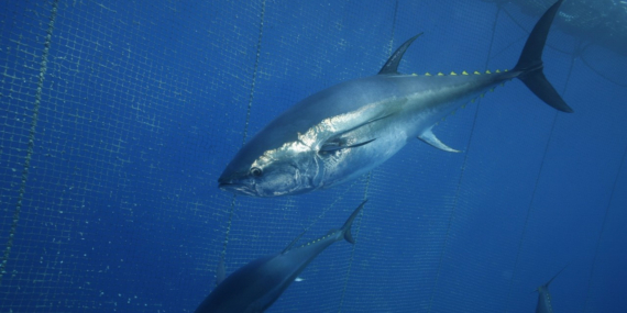 Record Tuna Exports as Türkiye Supplies Japan and South Korea